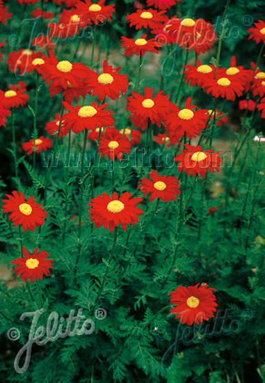 TANACETUM coccineum  Robinson Red  cca.20 semien